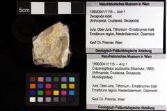 Foto (Objket + Etiketten) von Cracensigillatus acutirostris (Moericke, 1889) 